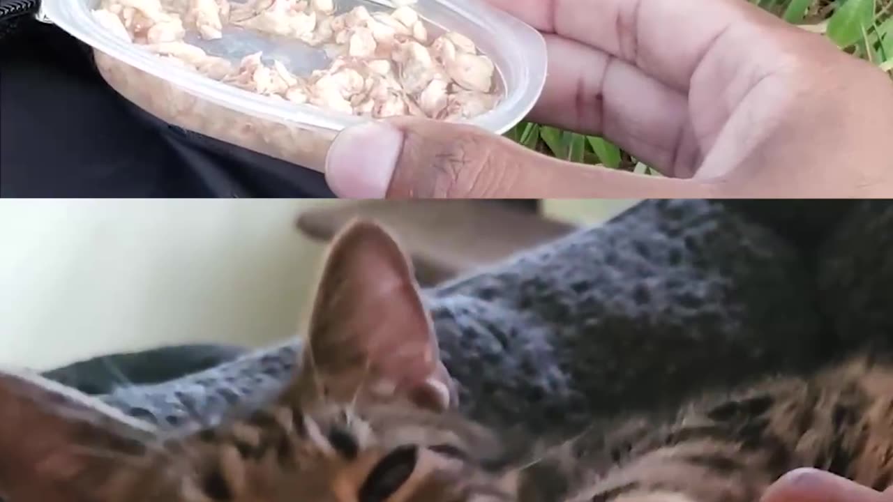 Heidi the Feral Rescue Kitten: 2 Years Later 🐾