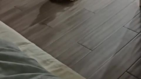 #cat #pet #petsfunny #catsoftiktok