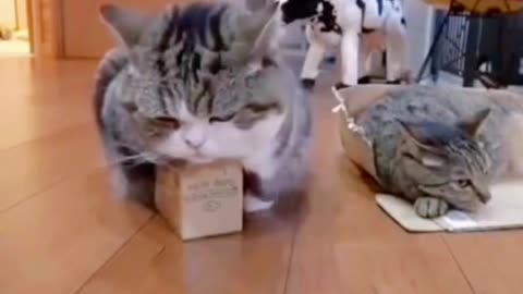 funnyvideo#pet#cute