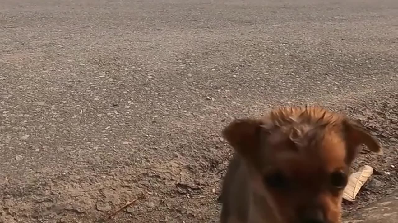 Crying Puppy Walk alone on Road