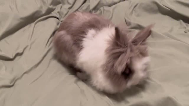 My rabbit can help me do housework