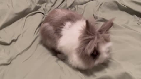 My rabbit can help me do housework