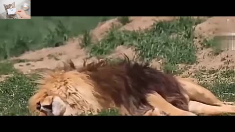 The last moments of the life of a lions