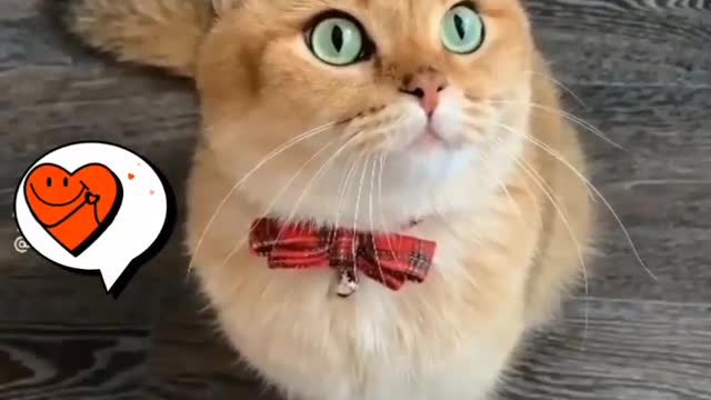 Cute cat|| funny cat||try not to laugh comptlation||