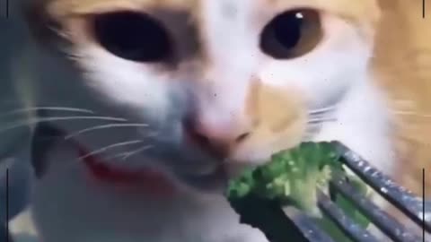 Cute and Funny Cats