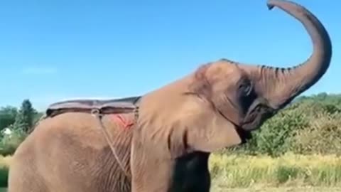 Amazing Man Jumping on Elephant 🦣 Man Jumping Is Very Awesome #