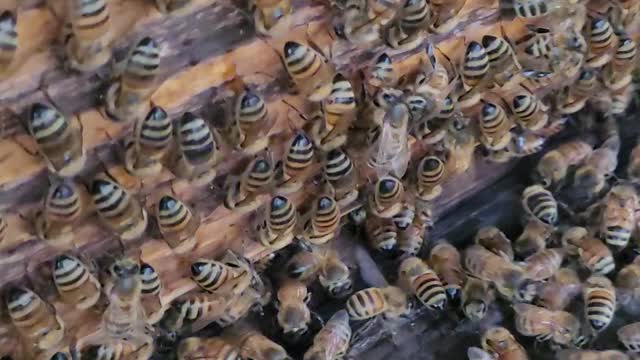 Washboarding bees