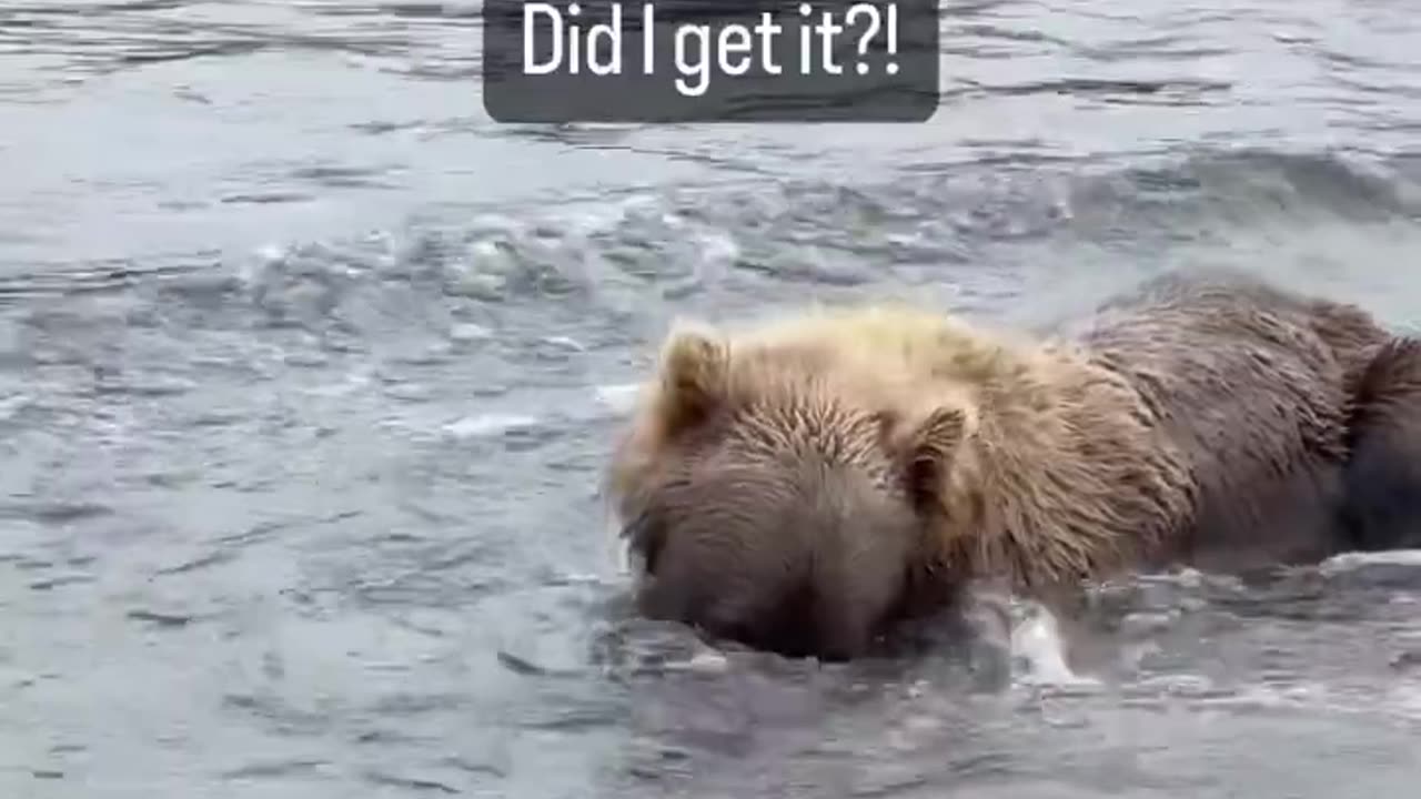 Brown bear catching a sockeye salmon