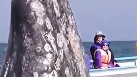 The people sitting in the boat are getting very happy seeing the big fish of the sea.