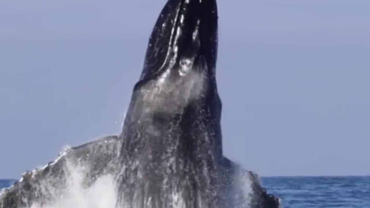 The name of this #whale is angel wings #wildlife #drone #funny #wildlife #wildlifephotography #tail