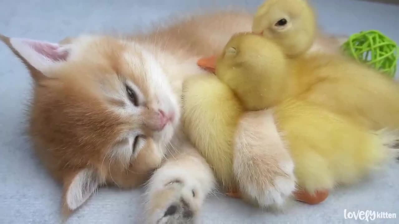 The duck that wants to sleep with the cat