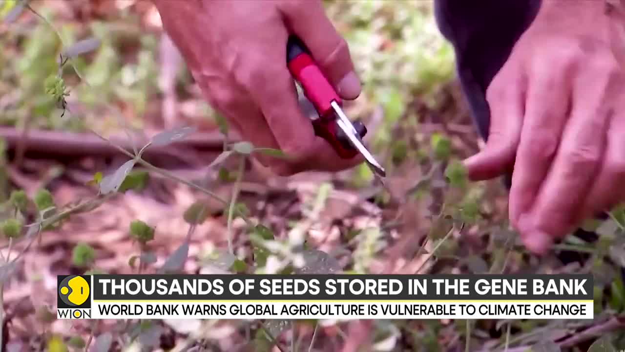 Israel harness DNA of bygone wild crops; scientists try to secure food supply | Latest News | WION
