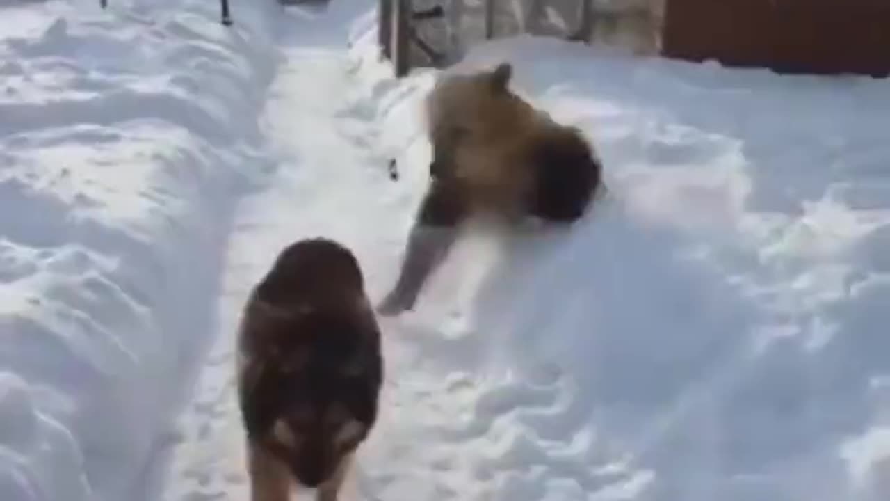 Dog plays with a bear in the snow