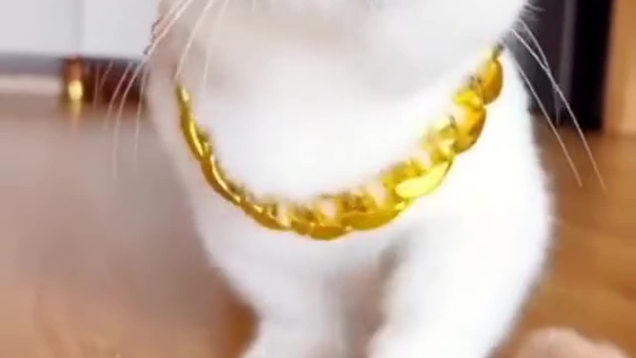 Mere Pets Episode_15