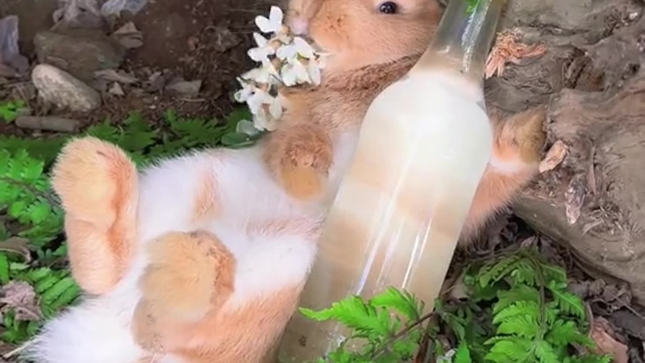 love for Rabbit
