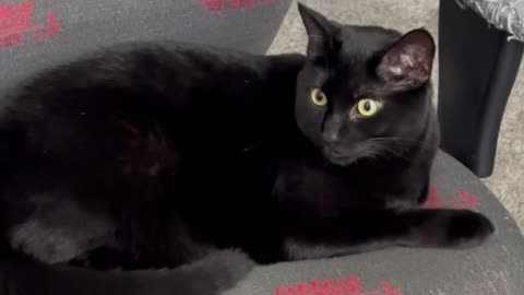 Adopting a Cat from a Shelter Vlog - Cute Precious Piper is Bored at the Board Meeting