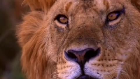 The lion