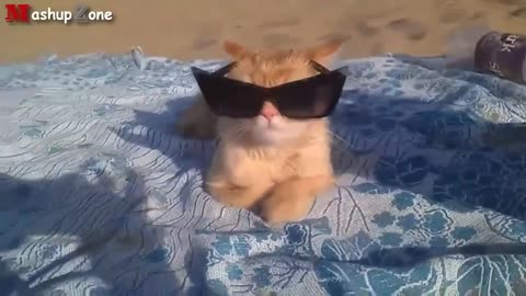 the most beloved cats