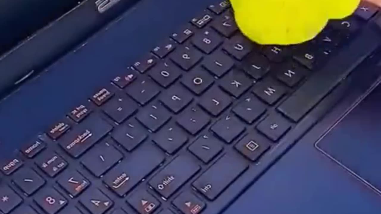 DL Panda Viral Videos on tiktok