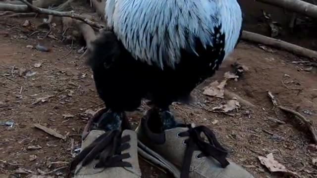 This rooster is more dashing than the one above