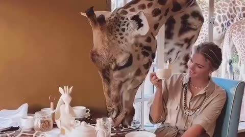 Lunch with giraffe 🦒 in kenya