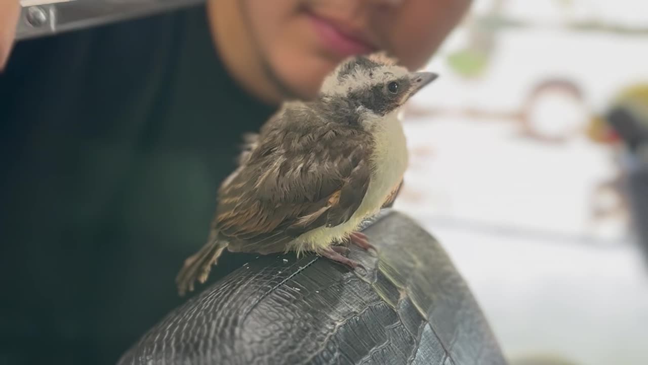 Handsome Birdy Gets A Haircut