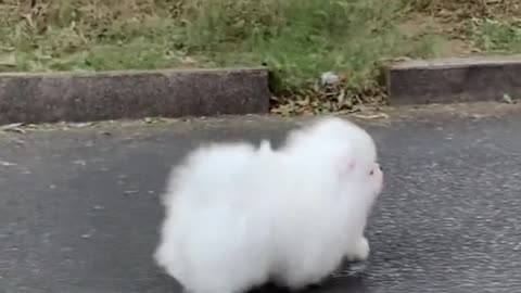 Walking marshmallow puppy