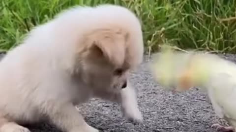 world best lovely puppies dogs HD videos | we love dogs - 22