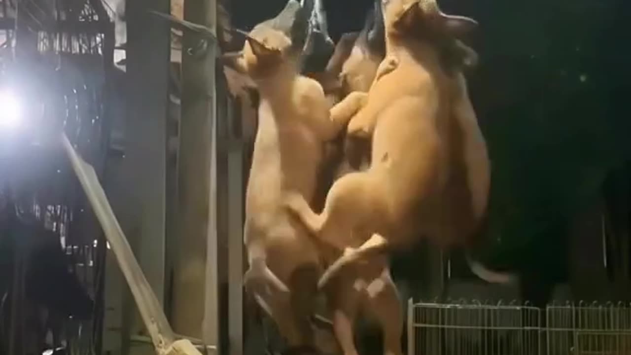#funnyanimal