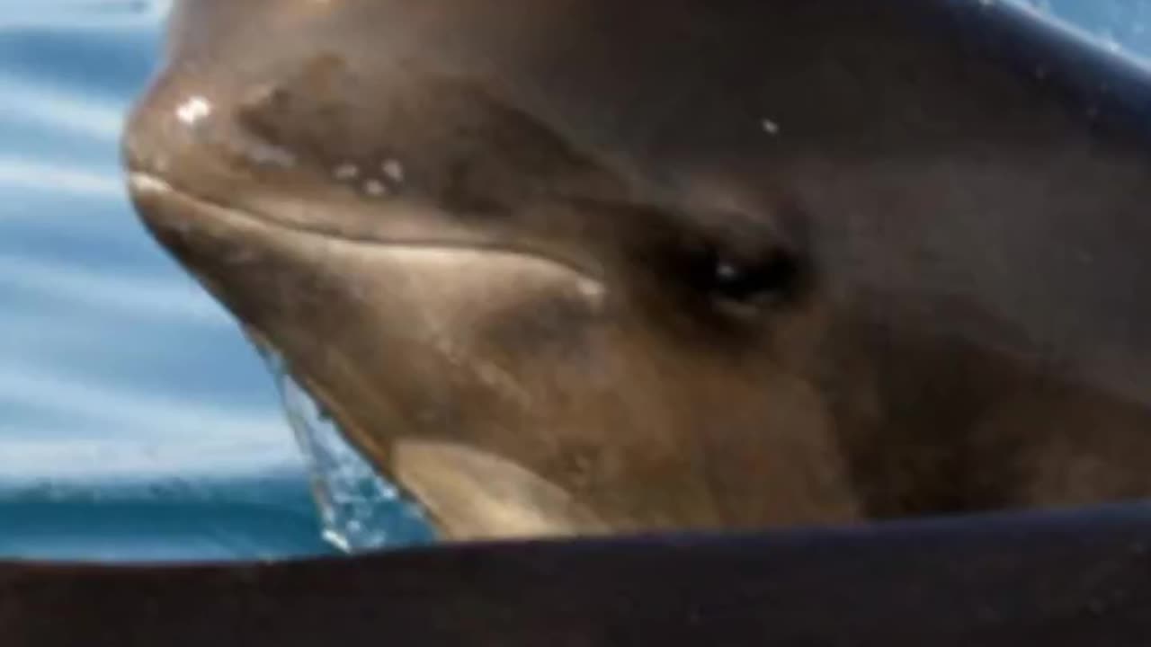 The Fascinating World of Pilot Whales #shorts #ocean #fascinatingfacts