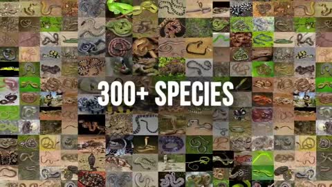 than 300 species of snakes,the deadliest four that make up 90% of snake bites in India.