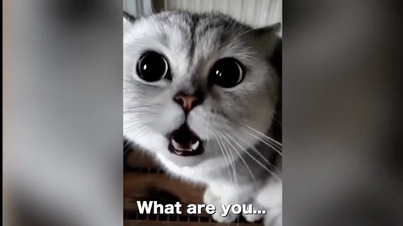 smart and cute cat videos