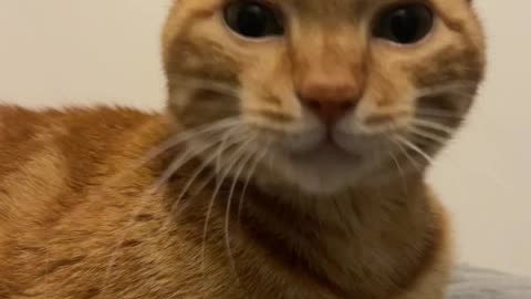 Tired orange cat keeps yawning in loop