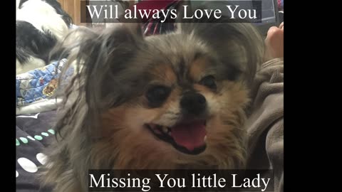 We lost our Pup - But will always Love you & miss you forever.