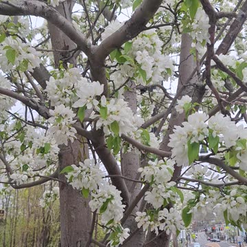 Beautiful white flowers on this crab apple tree.