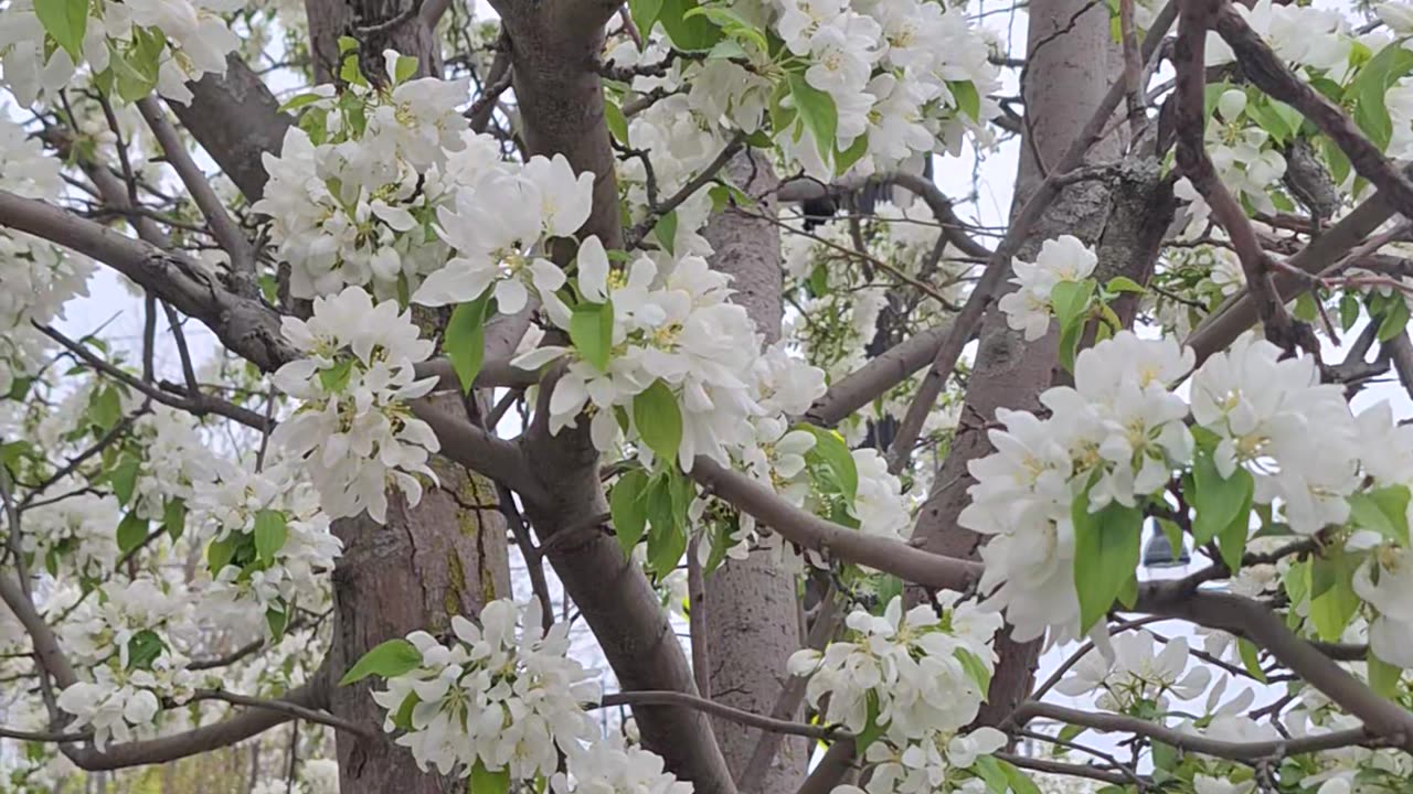 Beautiful white flowers on this crab apple tree.