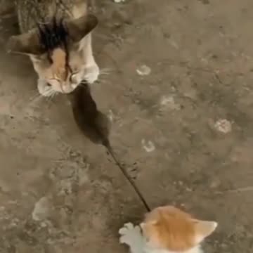 Funny videos Cat vs kitten | Try Not Laugh