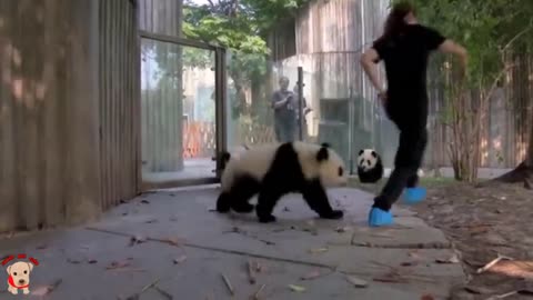 Cute panda playing with Panda nanny's