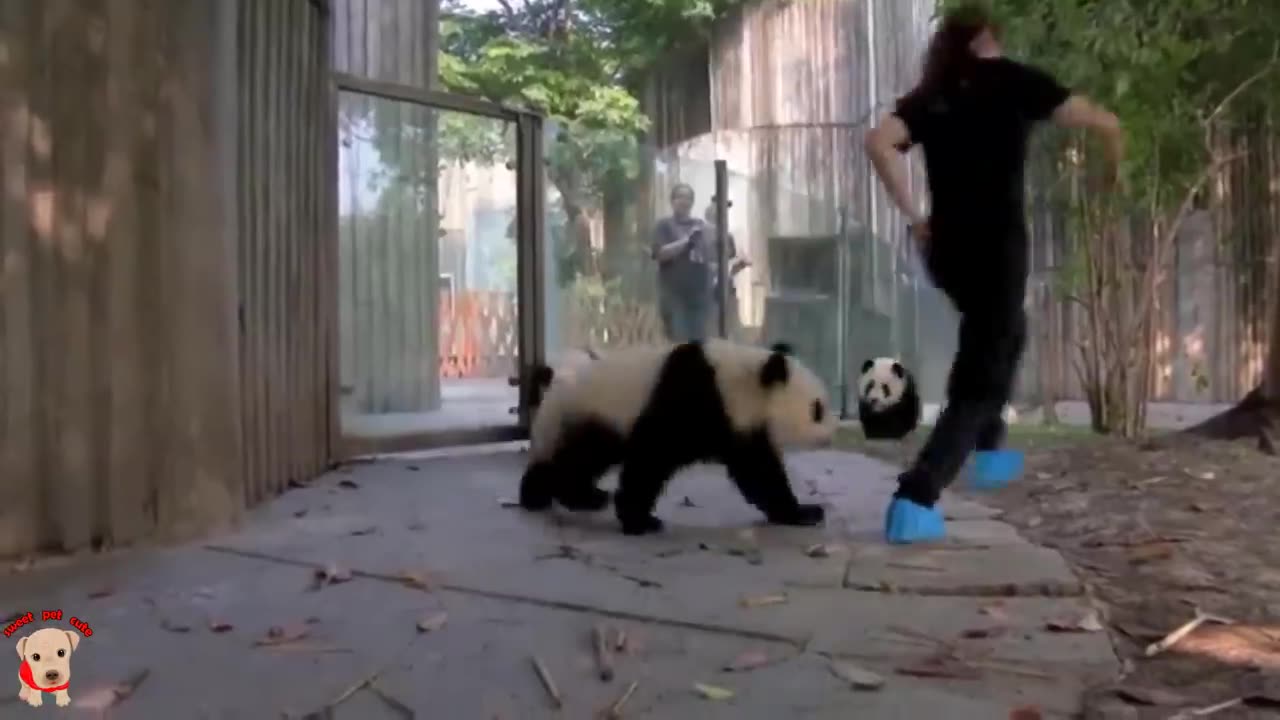 Cute panda playing with Panda nanny's