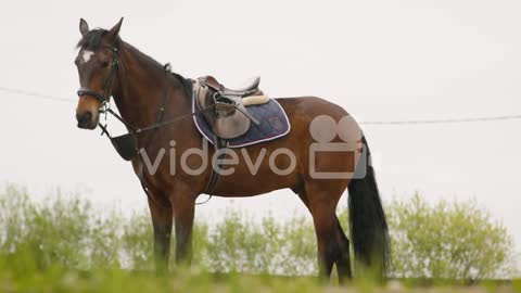 Portrait Of A Brown Horse