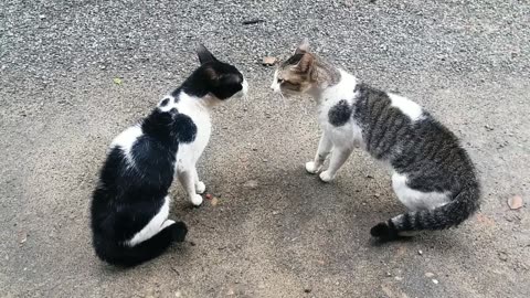 cats fighting with each other | outdoor 2 cats fighting