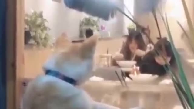 Just another exciting day in the world of our fluffy friends...