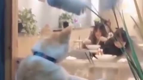Just another exciting day in the world of our fluffy friends...