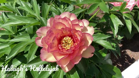 Canadian Peony Society Virtual Show