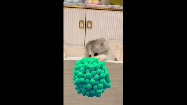 Cute and Funny Cat playing