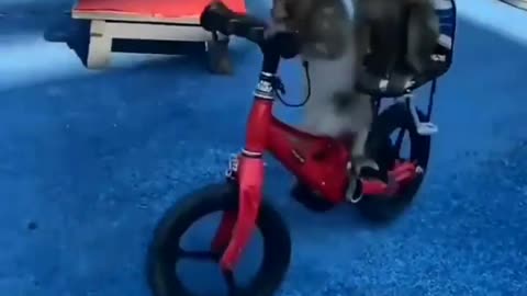 Monkey Riding Bycycle