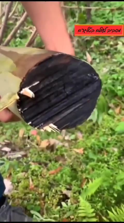 Technology • Meanwhile in China: Chinese laser gun for cutting trees