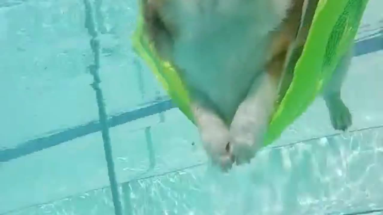 Corgi Hangs Out in Pool