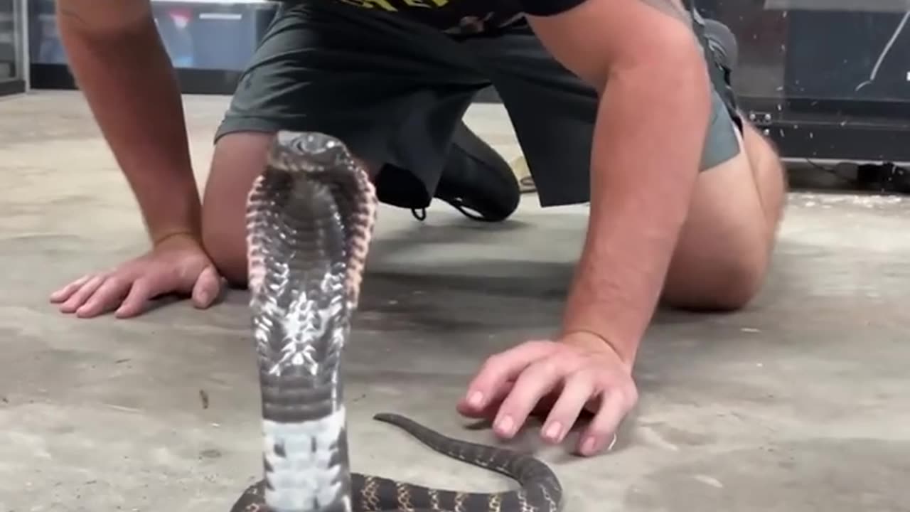 Cobra spits Venom in my MOUTH!_ #short #shorts #animal #wildlife #nature #snake #reptiles #cobra