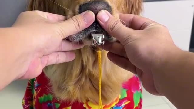 This dog's lung capacity is so good